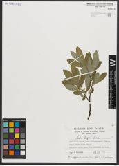 Foto von Salix appendiculata Vill.